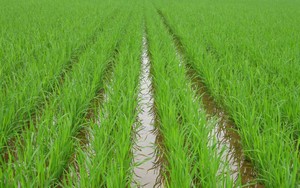 Ngẫm ngợi cuối tuần: Vẫn là những bài học nông thôn