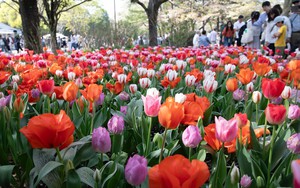 Nhật Bản: Muôn hoa khoe sắc trong lễ hội hoa tại công viên Showakinen