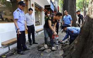 Hà Nội ra quân xử lý hành vi bức hại cây sao đen tại phố Lò Đúc