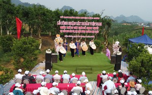 Công nhận quần thể 57 cây chè cổ Shan tuyết ở Mộc Châu là cây di sản Việt Nam