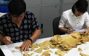 'Hồi sinh ký ức' từ phục chế tư liệu (kỳ 1): Khi Châu bản bị 'đóng cục như gỗ'