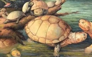 Phát hiện hóa thạch rùa khổng lồ niên đại 57 triệu năm trước đây ở Colombia