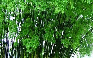 Ngẫm ngợi cuối tuần: Nhìn 'tre khuy', thấy tất cả