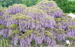 Chiêm ngưỡng vườn hoa tử đằng đẹp nhất Nhật Bản nở rộ