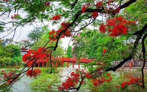 Hà Nội rực rỡ mùa hoa tháng 5