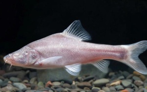 Trung Quốc phát hiện loài cá mù trong sông ngầm