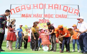 Ngày hội hái quả mận hậu Mộc Châu 2024