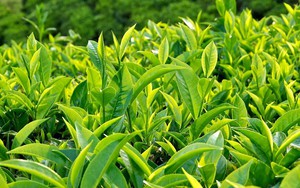 Những điều thú vị về chè, đồ uống phổ biến thứ hai thế giới sau nước