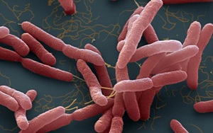 Hàn Quốc báo cáo ca tử vong đầu tiên do vi khuẩn 'ăn thịt người' trong năm 2024