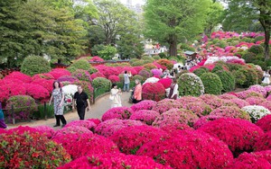 Điểm danh những điểm đến du lịch mới tại Nhật Bản