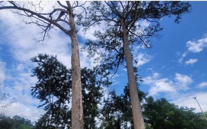 Chuyện quản lý: Đề xuất chi 400 triệu đồng để xử lý cây di sản bị chết ở Khánh Hòa