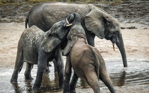 Nghiên cứu mới phát hiện loài voi gọi nhau bằng tên