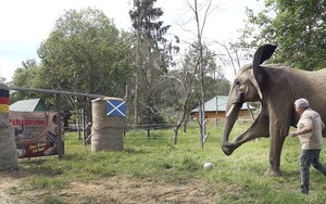 Xuất hiện voi 'tiên tri', dự đoán chính xác kết quả trận đấu ở EURO 2024