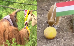 Lợn và đười ươi tiên tri dự đoán Đức thắng Hungary