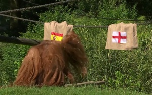 Đười ươi Walter dự đoán Tây Ban Nha vô địch EURO 2024 