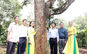 Sắp diễn ra Lễ hội sầu riêng Krông Pắc lần thứ II