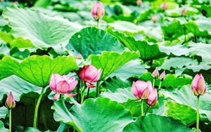 Diễn đàn văn hóa: Lễ hội của hoa sen