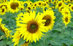 Vén màn bí mật về "điệu vũ hoa hướng dương"