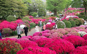 Làn sóng mới của du lịch Nhật Bản