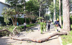 Vụ nhánh cây lớn bất ngờ gãy: Xác định 2 người tử vong, 3 người bị thương