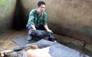 Vụ bò sữa chết tại Lâm Đồng: Sẽ sớm có kết quả nguyên nhân