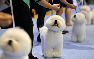 
Thú cưng - mảng kinh doanh sinh lợi cao ở Hàn Quốc