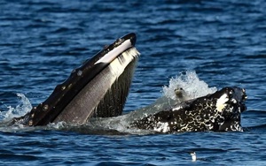 Hải cẩu “lạc lối” trong miệng cá voi lưng gù