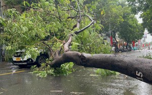 Thành phố Hồ Chí Minh: Một người tử vong do nhánh cây xanh gãy trong mưa lớn