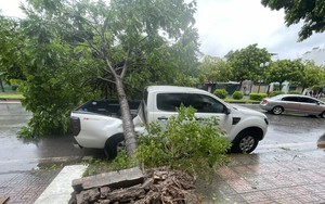 Góc nhìn 365: Khoảng trống của cây xanh