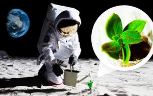 Giới khoa học đánh giá Mặt Trăng dễ trồng cây hơn Sao Hỏa