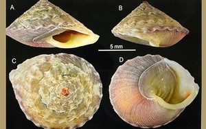 Phát hiện loài ốc mới có tên Việt Nam là "Ốc nón Sơn Đoòng"