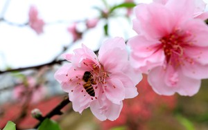 Ngẫm ngợi cuối năm: Lững thững Tết