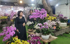 Thị trường hoa lan sôi động