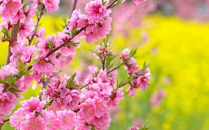 Thú chơi hoa ngày Tết