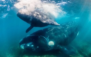 Nhiều loài cá voi có tuổi thọ lên tới hơn 100 năm