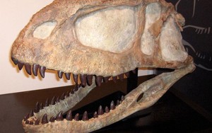 Phát hiện hóa thạch khủng long cổ nhất thế giới tại Argentina