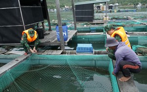 Đà Nẵng: Chủ tịch UBND xã, phường chủ động quyết định cho học sinh nghỉ học để ứng phó với bão số 12