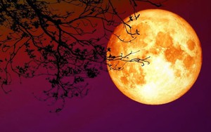 Ngẫm ngợi cuối tuần: Nhớ trăng tròn, quả thị ngày xưa