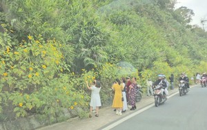 Vườn quốc gia Ba Vì thu hút đông du khách ngắm hoa dã quỳ nở rộ