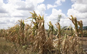 Nông nghiệp toàn cầu thiệt hại khoảng 3.260 tỷ USD do thiên tai