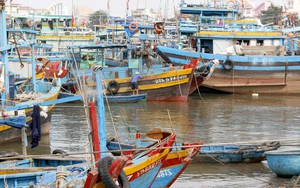 Ứng phó bão số 15: Hơn 360 tàu thuyền đã được hướng dẫn neo đậu an toàn