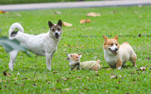  Thả rông động vật nuôi ở nơi công cộng bị phạt tiền tới 1 triệu đồng