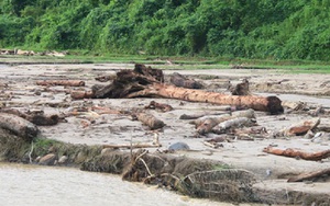 Ngẫm ngợi cuối tuần: Thủy tề lấy gỗ