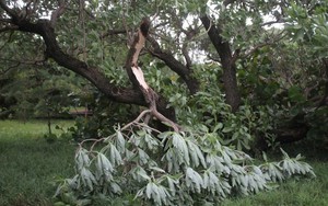 Cập nhật mới nhất tin bão số 13: Núi xuất hiện vết nứt, Quảng Ngãi khẩn cấp dời dân trong đêm