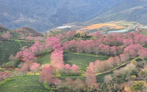 Sa Pa vào mùa mai anh đào khoe sắc