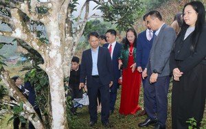 12 cây chè shan tuyết ở Thái Nguyên được công nhận là Cây Di sản Việt Nam