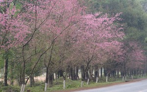 Măng Đen đón khách ngắm hoa anh đào với nhiều hoạt động đặc sắc
