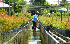 Trồng hoa trên giàn - Nét đặc trưng ở Làng hoa Sa Đéc