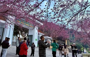 Chuẩn bị đón Lễ hội hoa Mai Anh Đào nơi cực Bắc Tổ quốc Lũng Cú