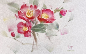 Cây trà cổ hơn 600 tuổi nhưng không uống được